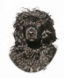 Portuguese Water Dog 9Y522D-037